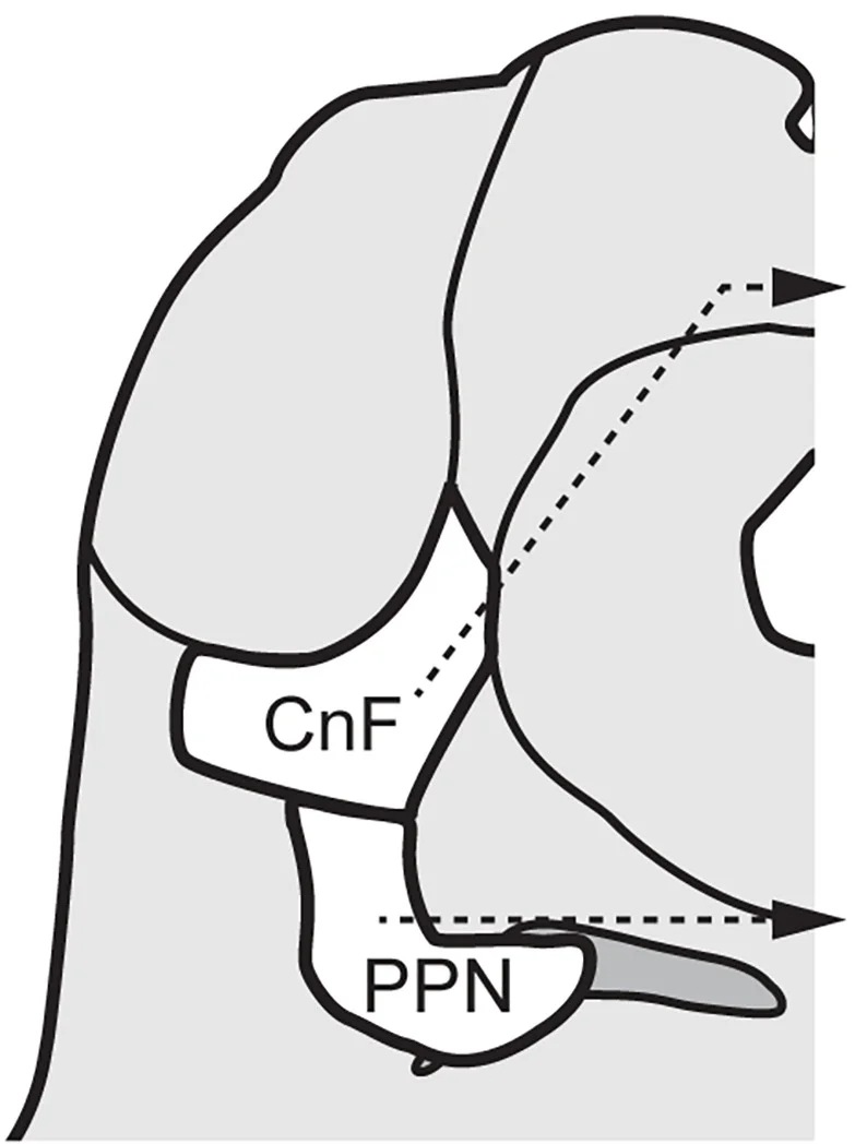 Open access visualization of Illustration, Workflow, CnF, PPN