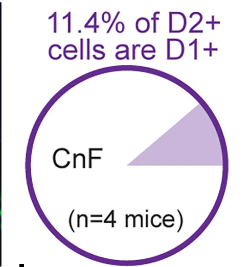 Open access visualization of Pie Chart, D2receptor mRNA, D1receptor mRNA, CnF, Quantifications