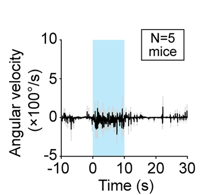 Open access visualization of Line Plot, Error Bars, Angular Velocity, Optogenetic Stimulation, D1-cre Mice