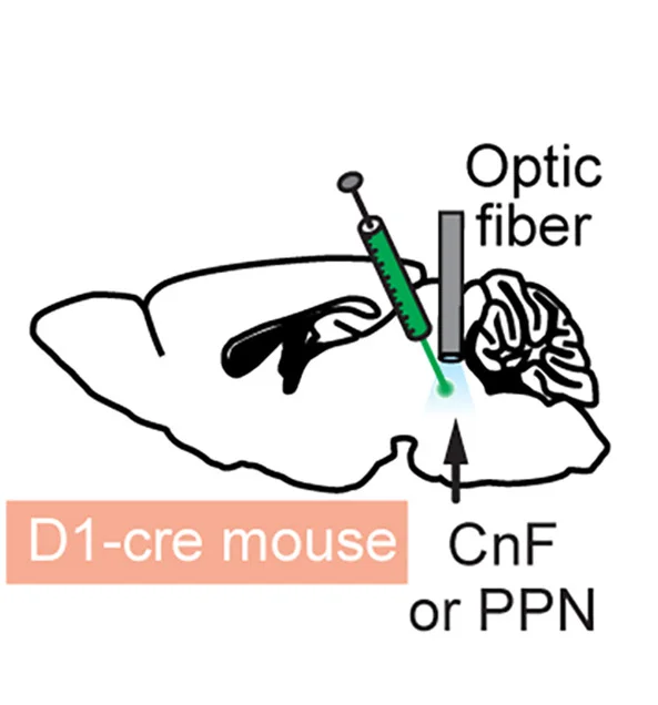 Open access visualization of Illustration, D1-cre Mice, Adeno-Associated Virus, Channelrhodopsin, Optic Fiber