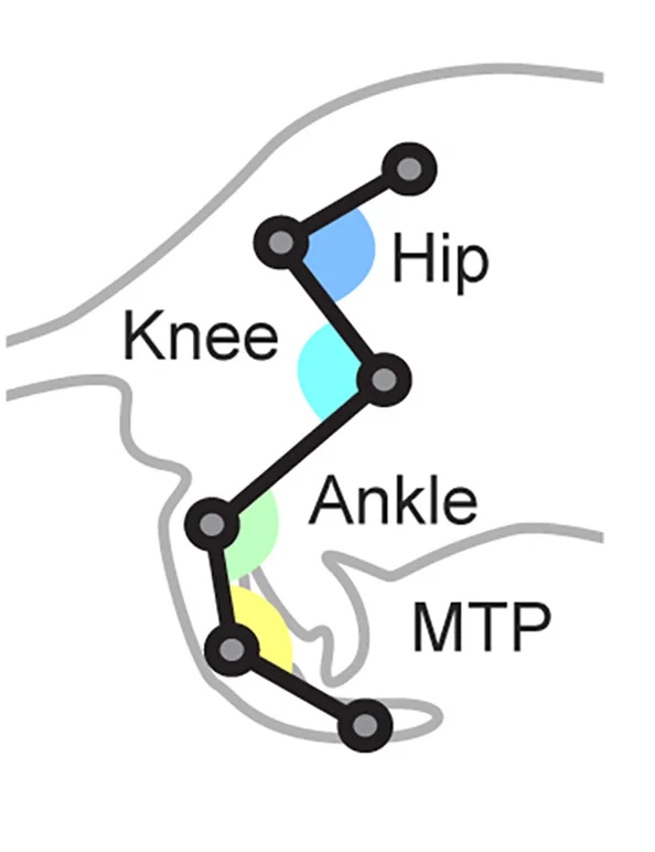 Open access visualization of Illustration, Hindlimb Joints, Spontaneous Locomotion, Optogenetic-Evoked Locomotion, Hip Joint