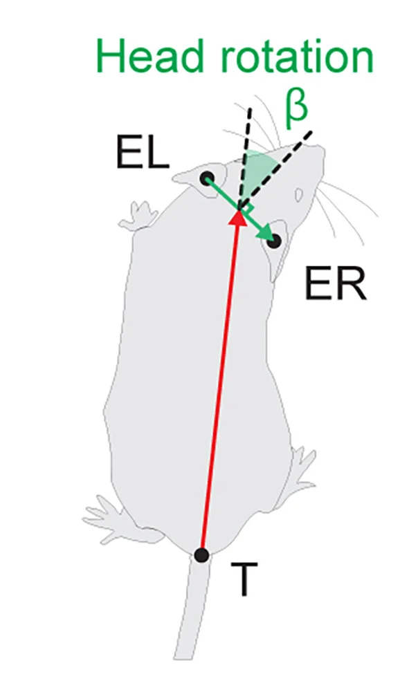 Open access visualization of Illustration, Head Rotation, Body Axis Vector, Photoactivation, Angle Measurement