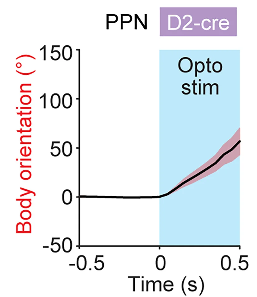 Open access visualization of Line Plot, Error Bars, Body Orientation Angle, Photoactivation, Mouse