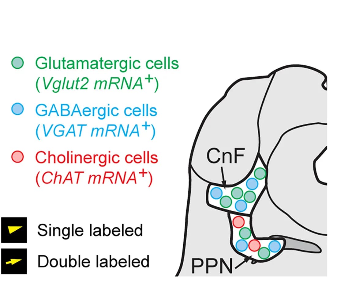 Open access visualization of Illustration, Neurotransmitter, Cell Types, Neurons, Messenger RNA