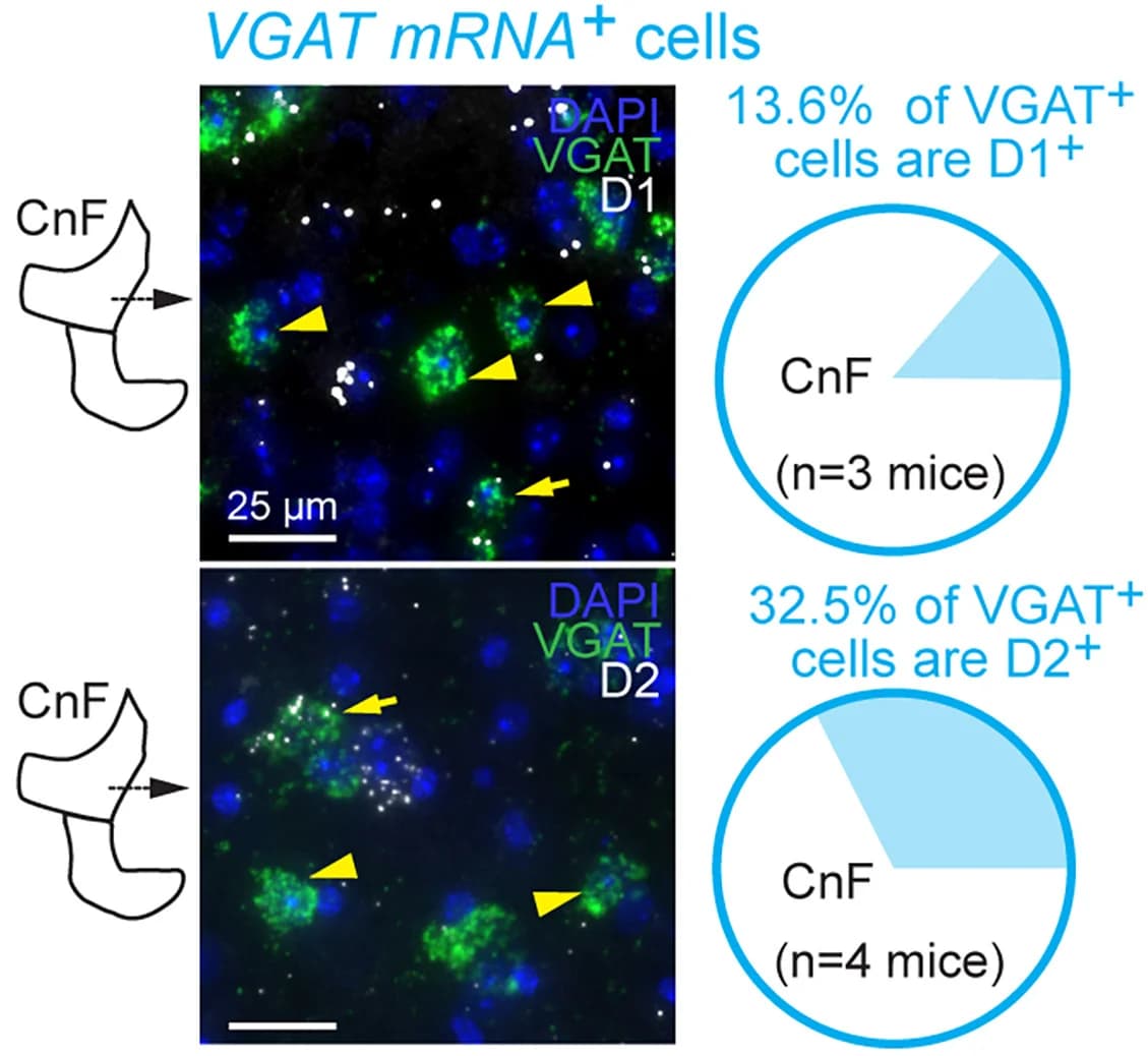 Open access visualization of Microscopy, Pie Chart, Illustration, Double Labeling, Vesicular GABAergic Transporter