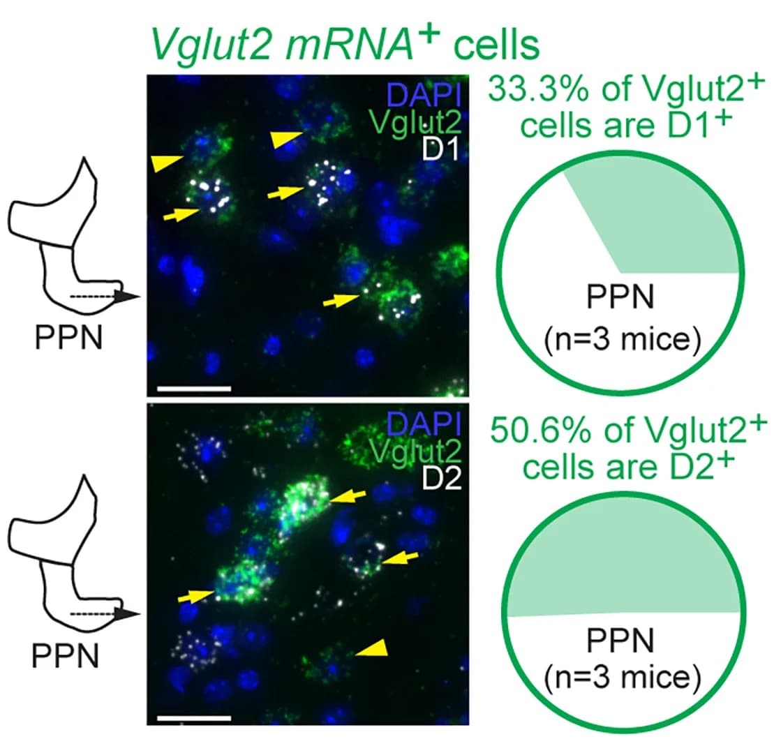 Open access visualization of Microscopy, Pie Chart, Illustration, Double Labeling, Vesicular Glutamatergic Transporter 2