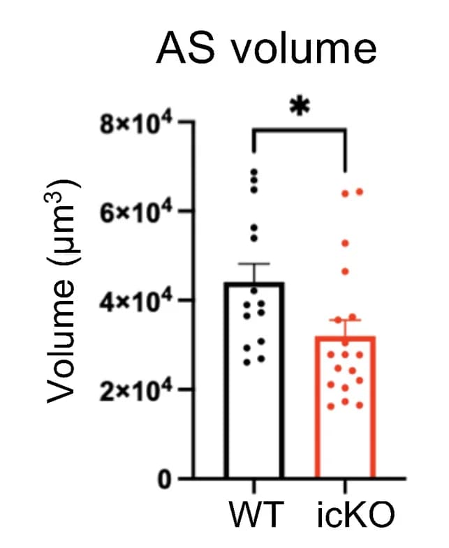 Open access visualization of Bar Plot, Error Bars, Scatter Plot, Astrocyte Volume, IMARIS