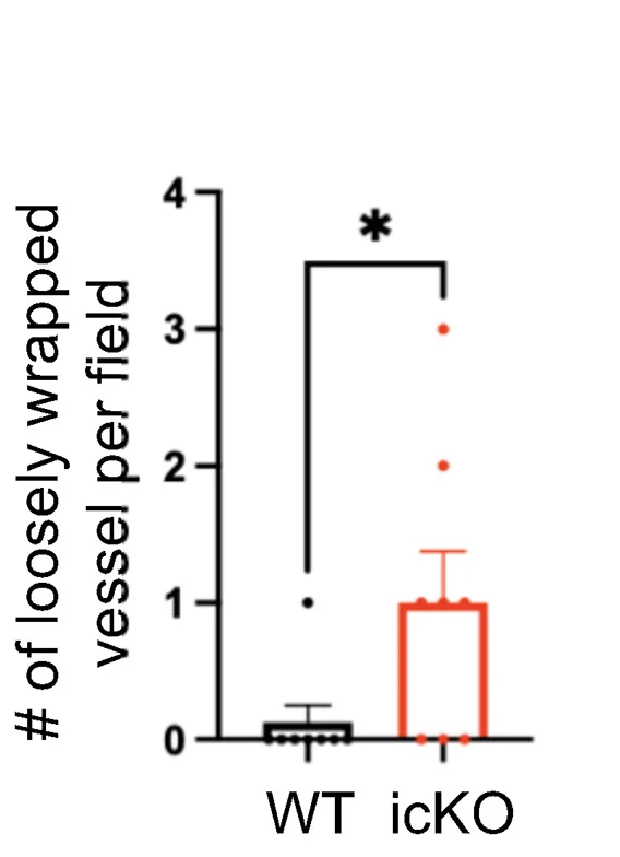 Open access visualization of Bar Plot, Error Bars, Endfeet Structures, Student’s t Test, Genotype