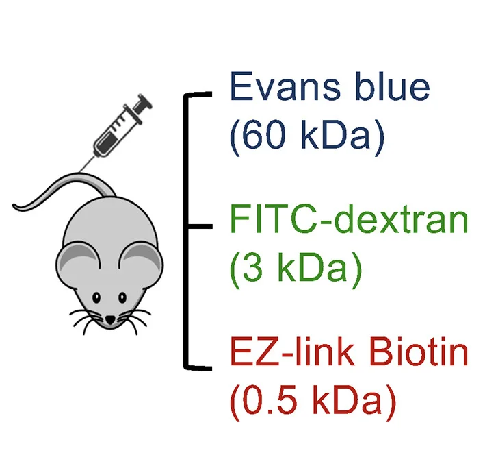 Open access visualization of Illustration, BBB Leakage, Evans Blue, Albumin Leakage, FITC-conjugated Dextran