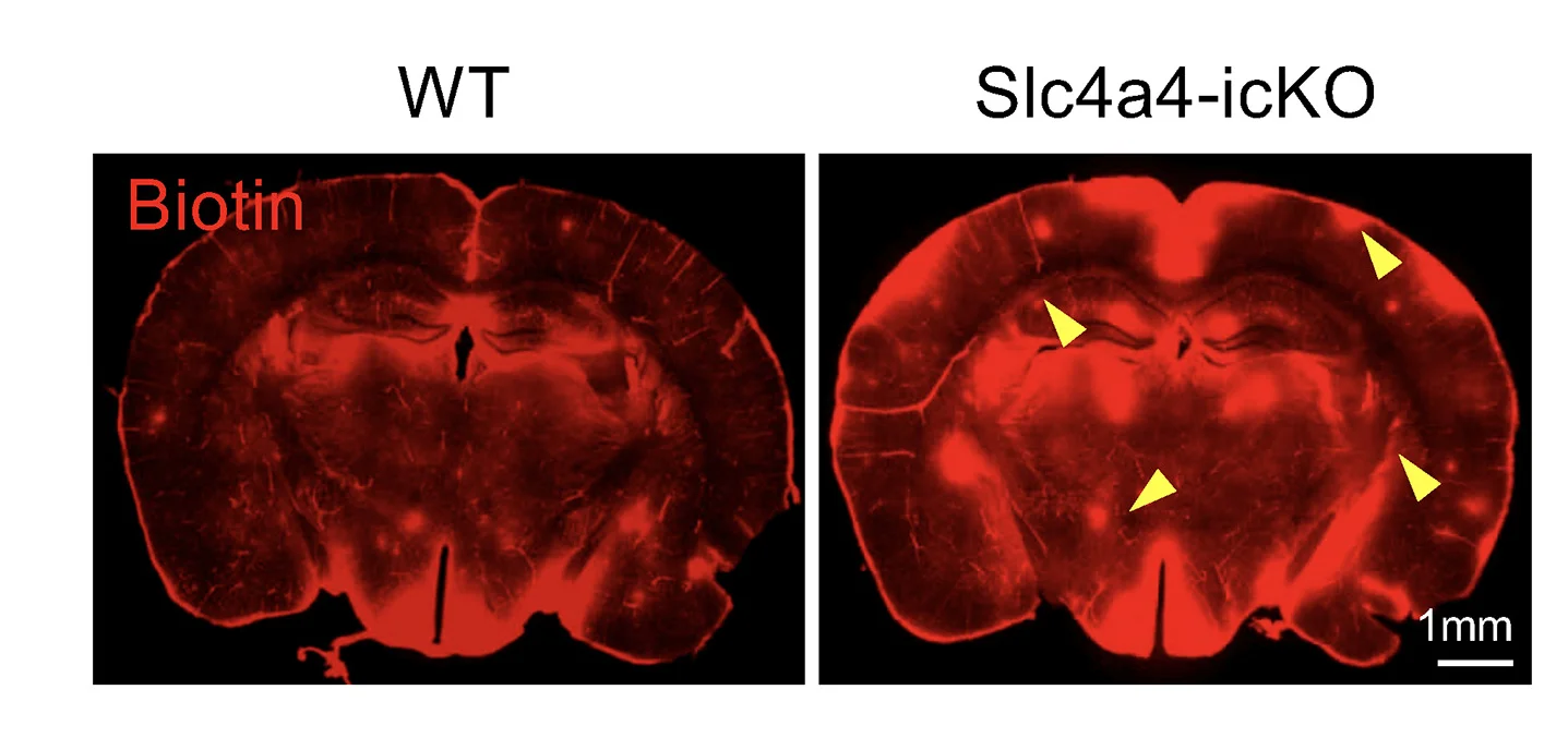 Open access visualization of Microscopy, Stained Biotin, Cortex, EZ-Link Sulfo-NHS-Biotin, Brain Leakage