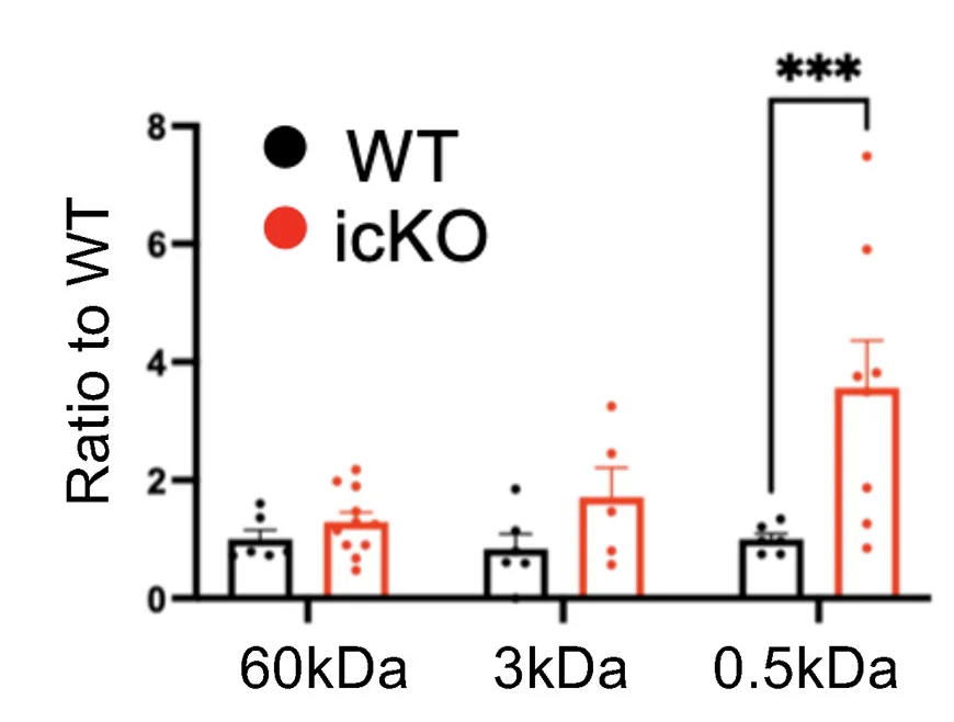 Open access visualization of Bar Plot, Error Bars, Evans Blue, Colorimetric Assays, FITC-Dextran