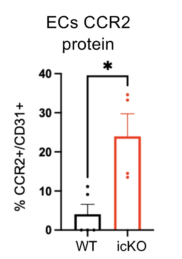 Open access visualization of Bar Plot, Error Bars, Endothelial CCR2 Expression, Immunostaining