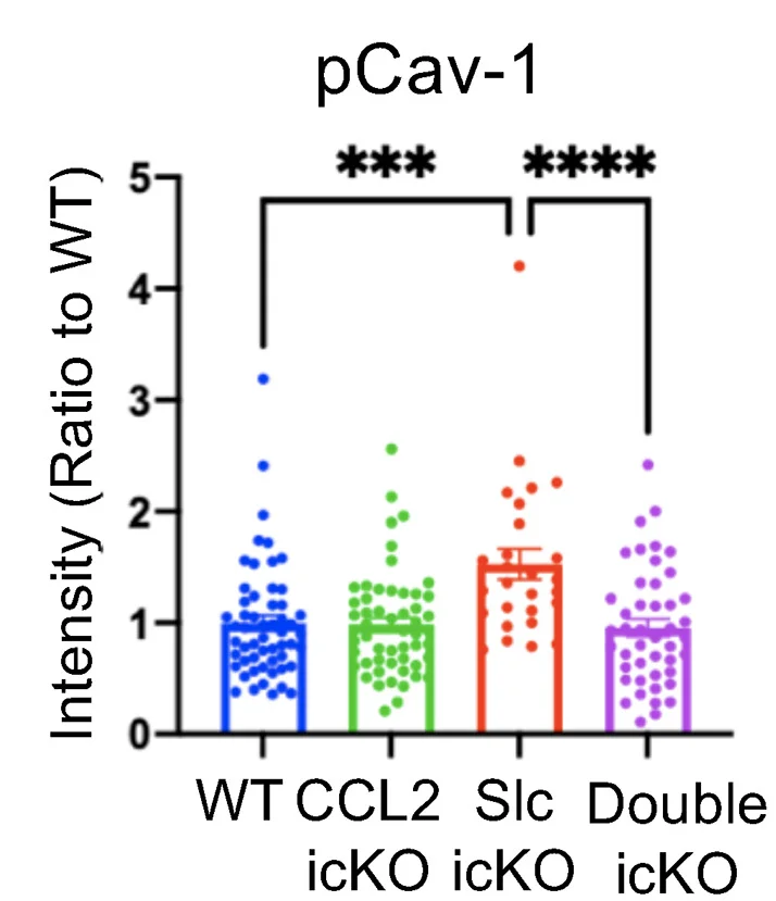 Open access visualization of Scatter Plot, Error Bars, pCav-1 Intensity, CD31, Peri-Lesion Area