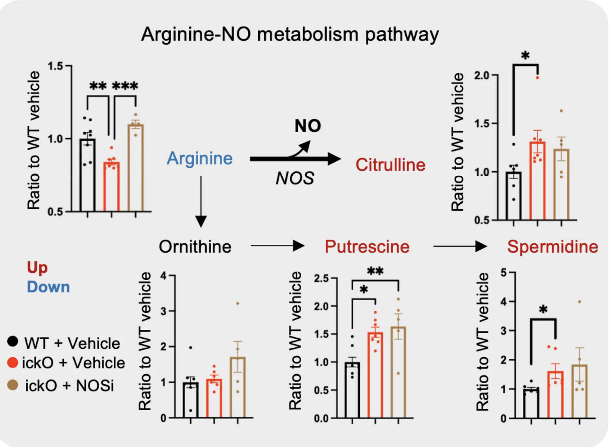 Open access visualization of Bar Plot, Error Bars, Pathway, WT Mice, Slc4a4-icKO Mice