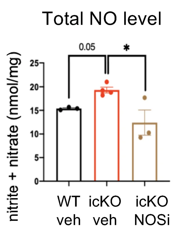 Open access visualization of Bar Plot, Error Bars, NO Levels, Stroked Cortices, Nitrite