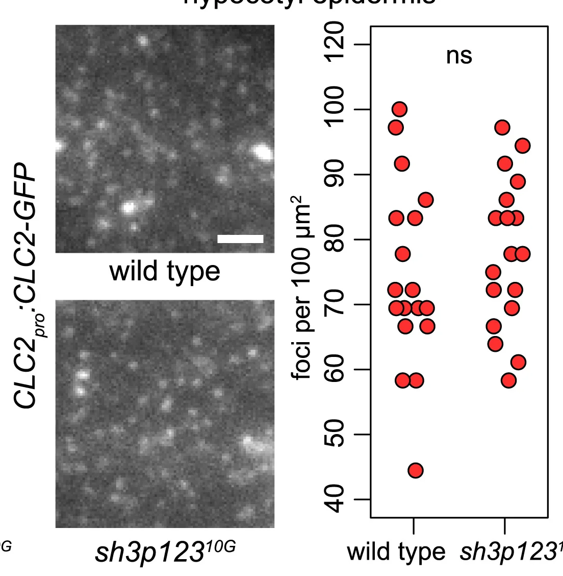 Open access visualization of Scatter Plot, Microscopy, TIRF Images, CLC2-GFP, Hypocotyl Epidermis