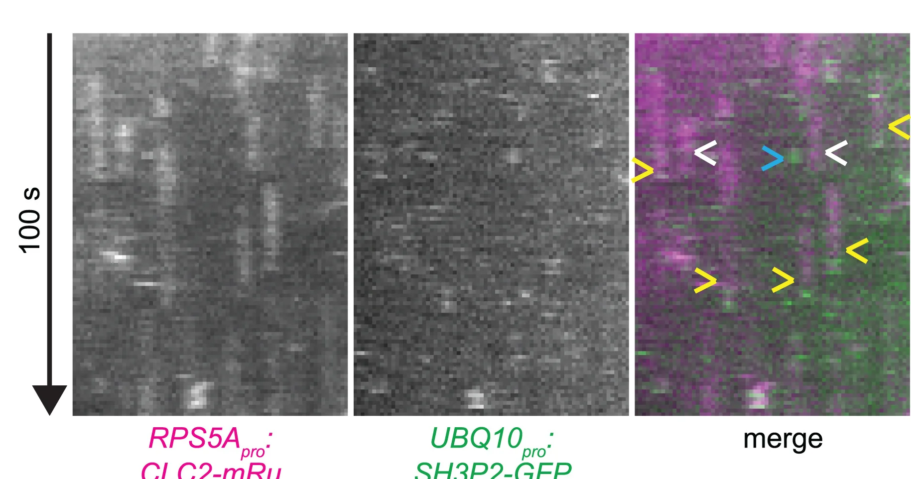 Open access visualization of Microscopy, Kymographs, TIRF Time-Lapse, Colocalization, CLC2-mRuby3