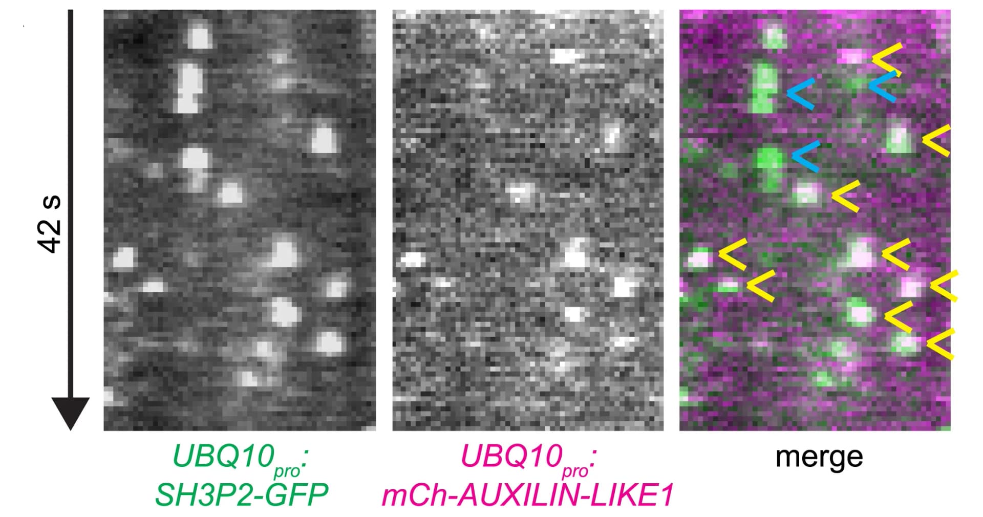Open access visualization of Microscopy, TIRF, Time-lapse, SH3P2-GFP, mCherry-AUXILIN-LIKE1