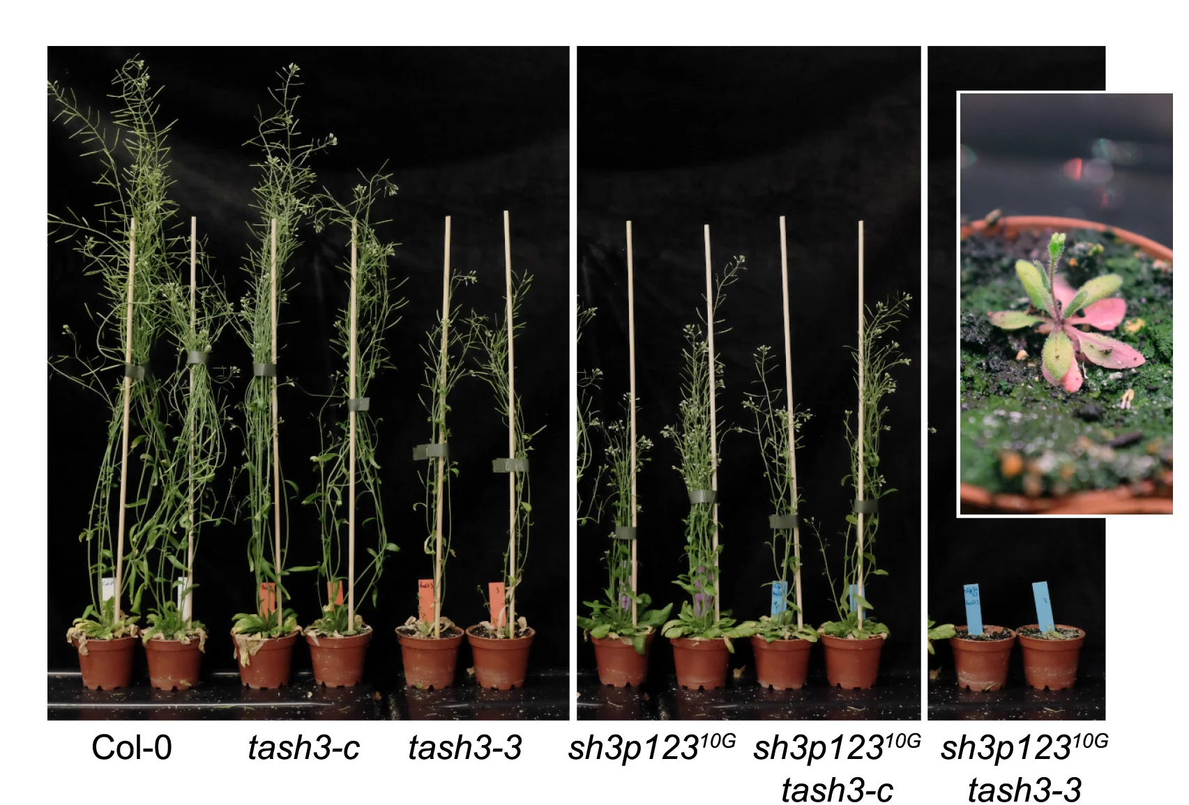 Open access visualization of Photo, Adults, Single Mutants, sh3p12310G, Magnified View
