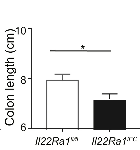 Open access visualization of Bar Plot, Error Bars, Colon Length, Il22Ra1fl/fl, Il22Ra1IEC Mice