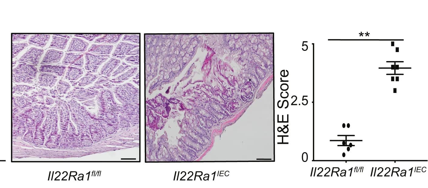 Open access visualization of Microscopy, Scatter Plot, H&E Staining, Histological Score, Distal Colon Tissue