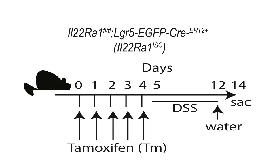 Open access visualization of Workflow, Schematic Representation, Tamoxifen, DSS Treatment, Il22Ra1ISC Mice