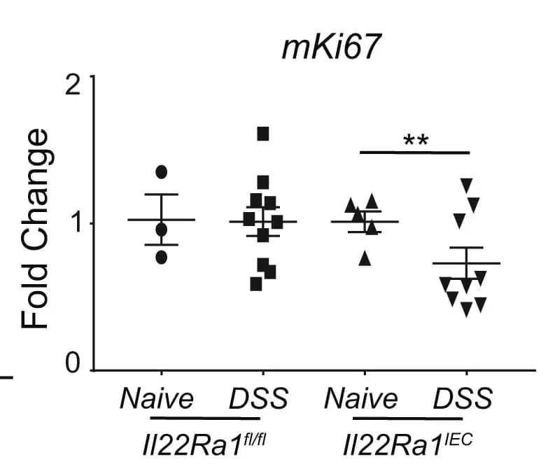 Open access visualization of Scatter Plot, Error Bars, RT-PCR, mKi67, Distal Colon Tissue