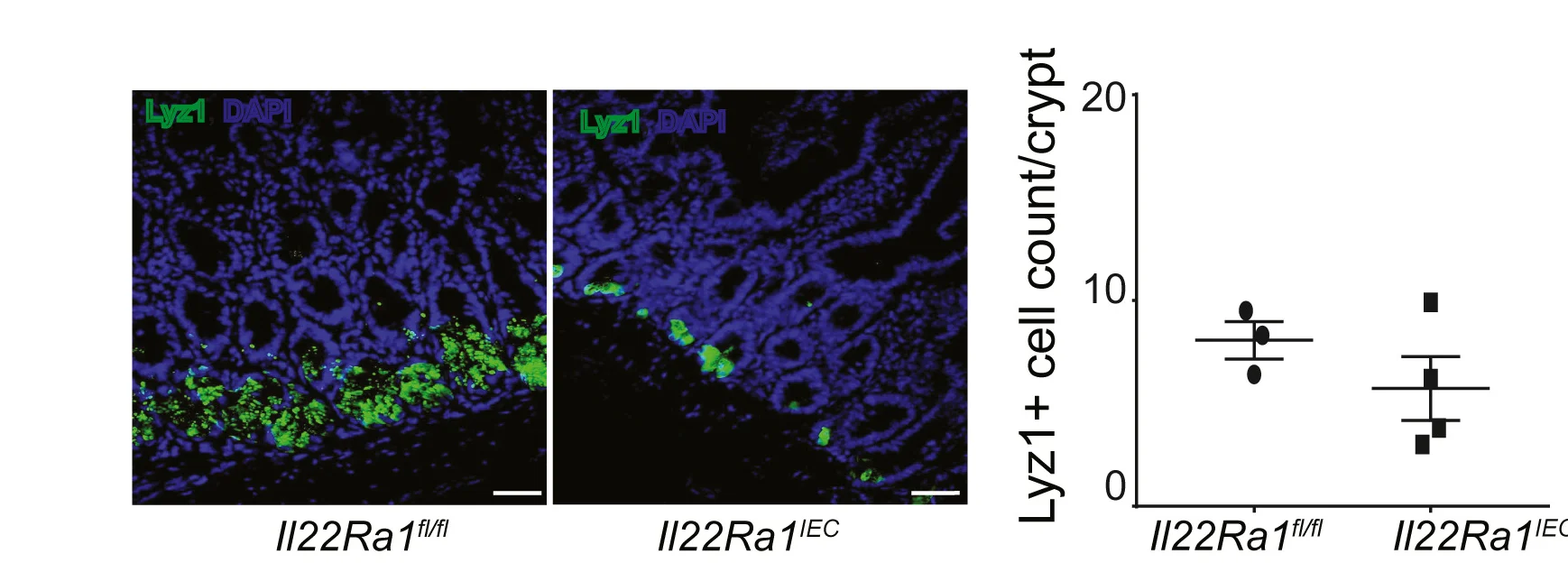 Open access visualization of Scatter Plot, Immunofluorescence, LYZ1-stained Cells, RT-PCR, Lyz1 expression