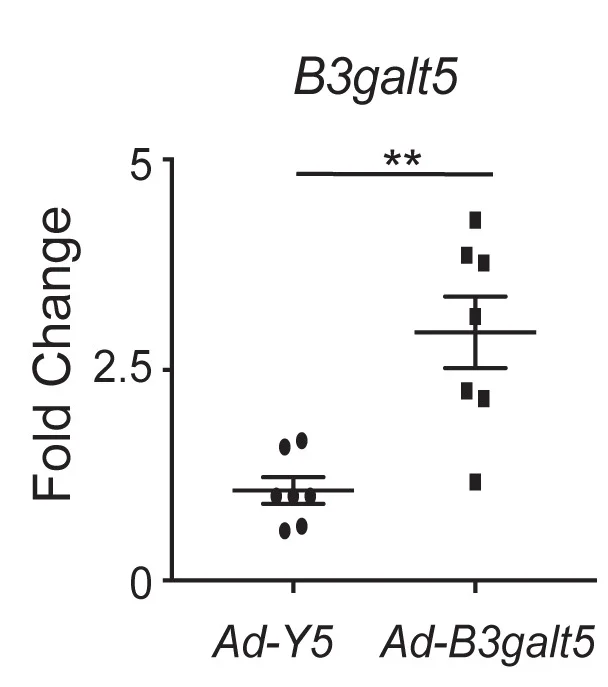 Open access visualization of Scatter Plot, RT-PCR, B3galt5 Expression, C57BL/6J Mice, Colon Organoids