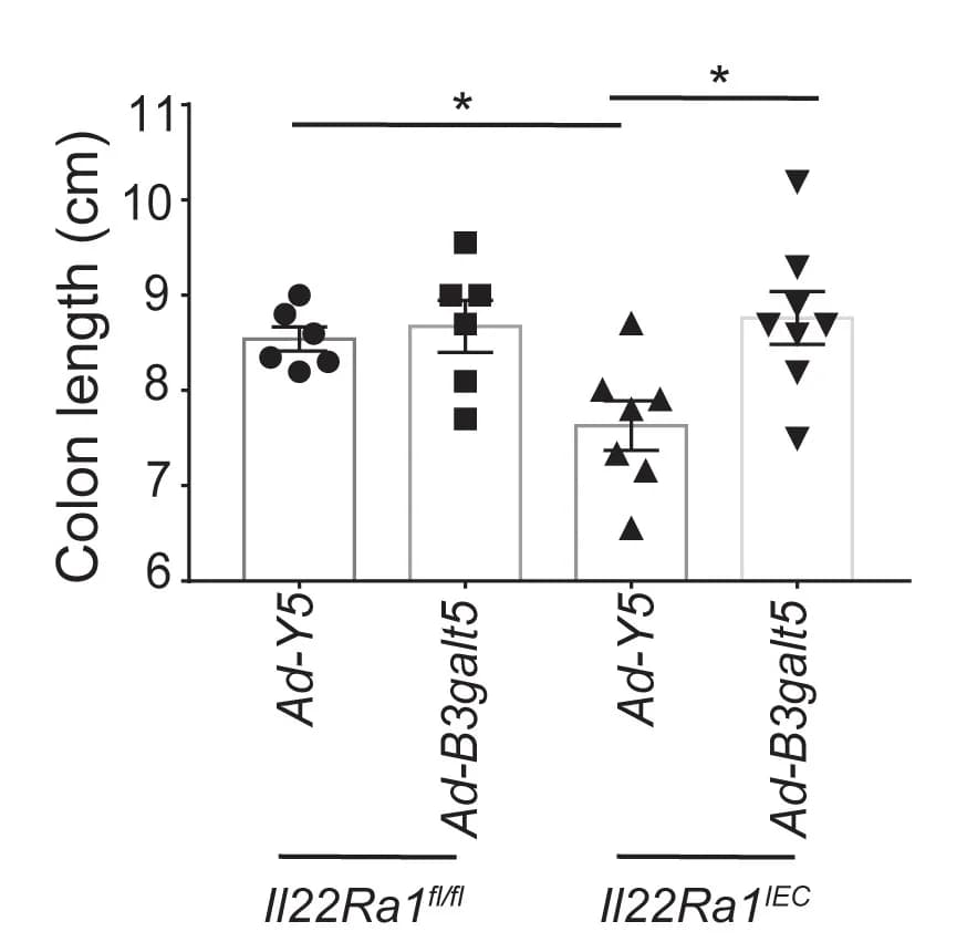 Open access visualization of Bar Plot, Error Bars, Colon Length, Distal Colon Tissue, Il22Ra1fl/fl Mice