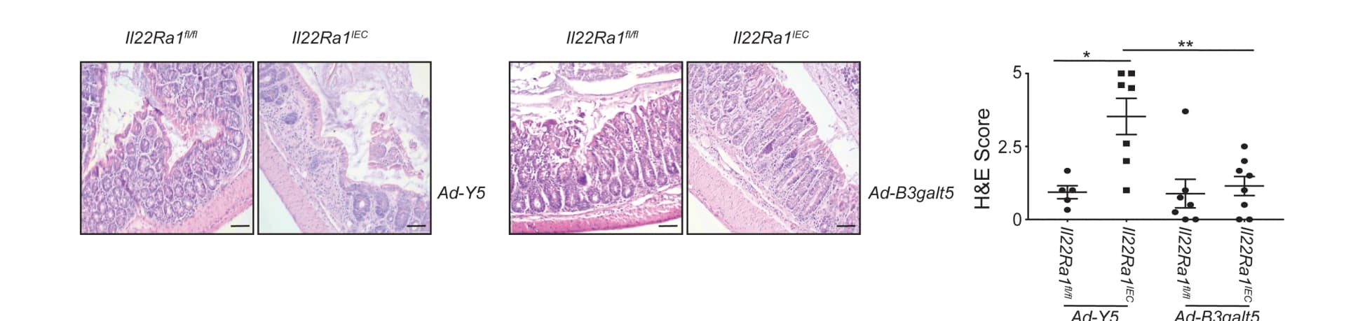 Open access visualization of Microscopy, Scatter Plot, Error Bars, H&E Staining, Colon Tissue