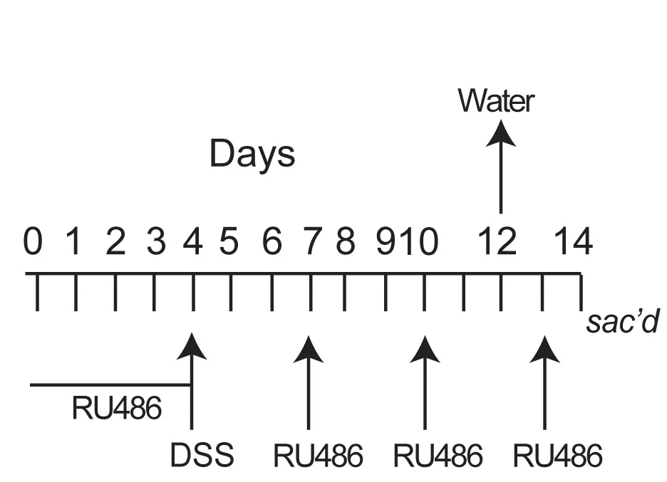 Open access visualization of Workflow, Flowchart, RU-486, DSS, Il22Ra1fl/fl mice