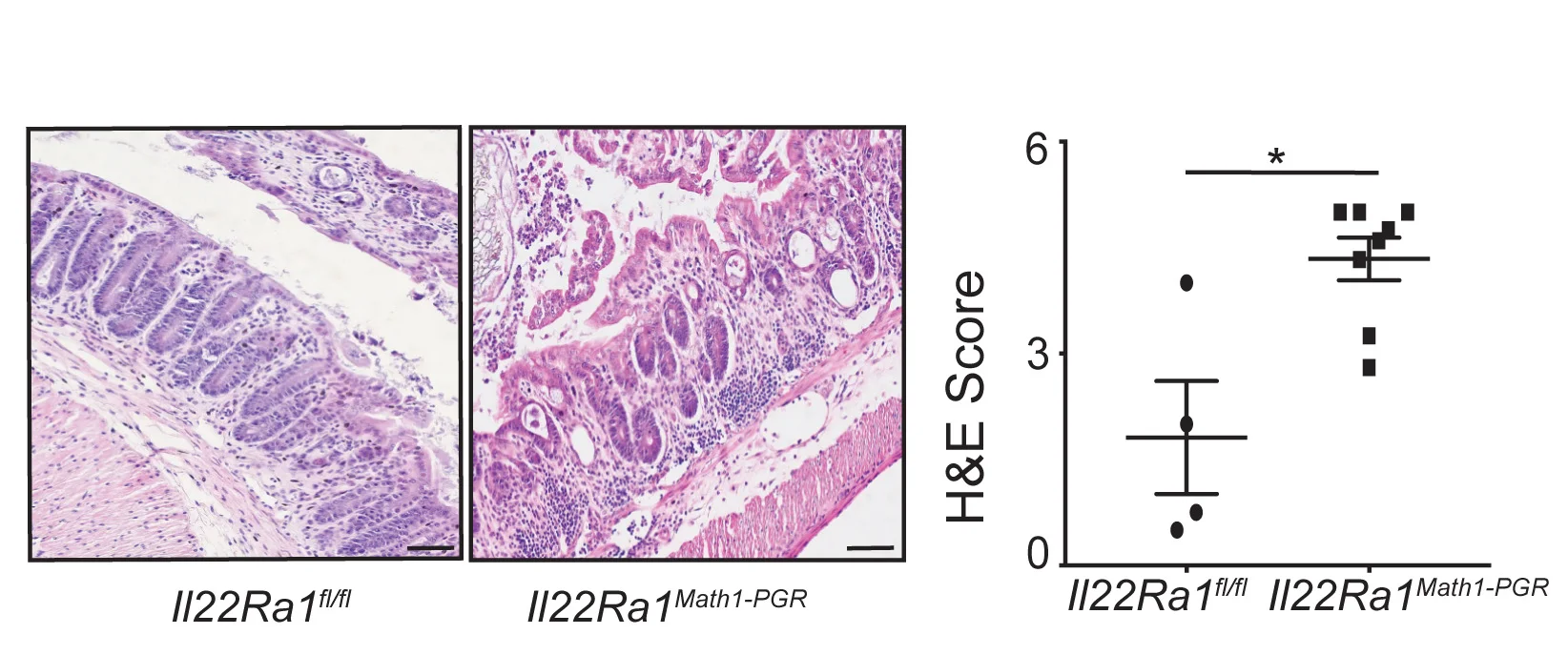 Open access visualization of Microscopy, Scatter Plot, Error Bars, H&E Staining, Histopathology
