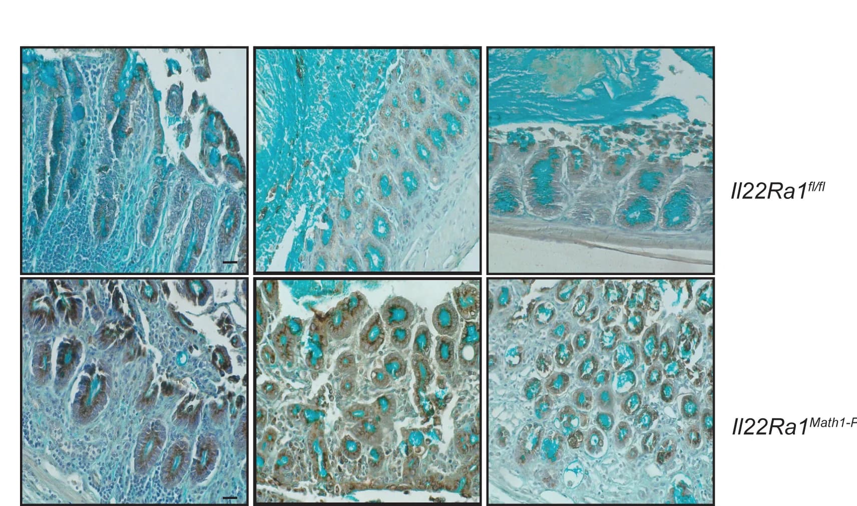 Open access visualization of Microscopy, Immunohistochemistry, Tn Antigen, Alcian Blue, Distal Colon