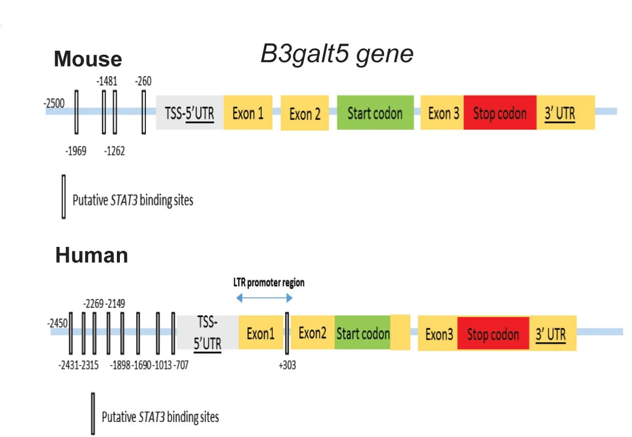 Open access visualization of Illustration, STAT3 Binding Site, JASPAR, Promoter Region, Mouse