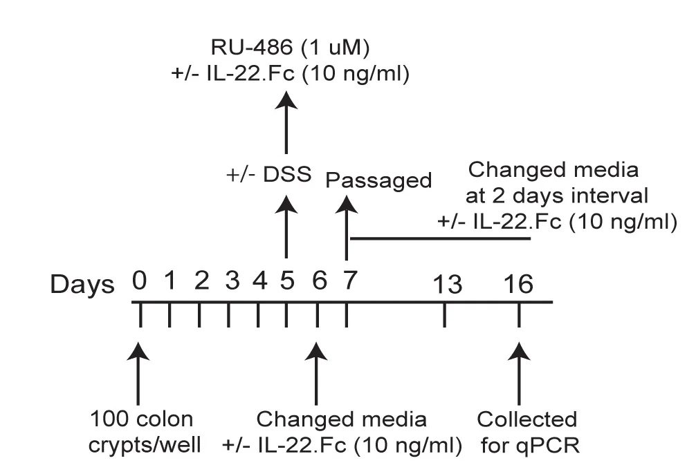 Open access visualization of Workflow, Colon Organoid, Math1-PGR Lineage Tracer Mice, Schematic Representation