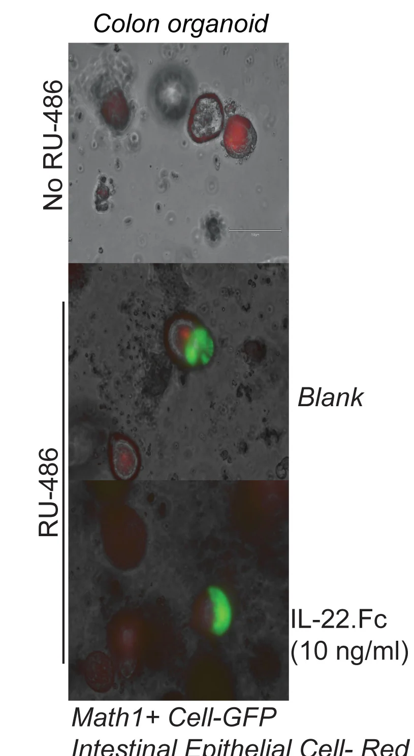 Open access visualization of Microscopy, IL-22.Fc, RU-486, Colon Organoids, Math1-PGR Lineage Tracer Mice