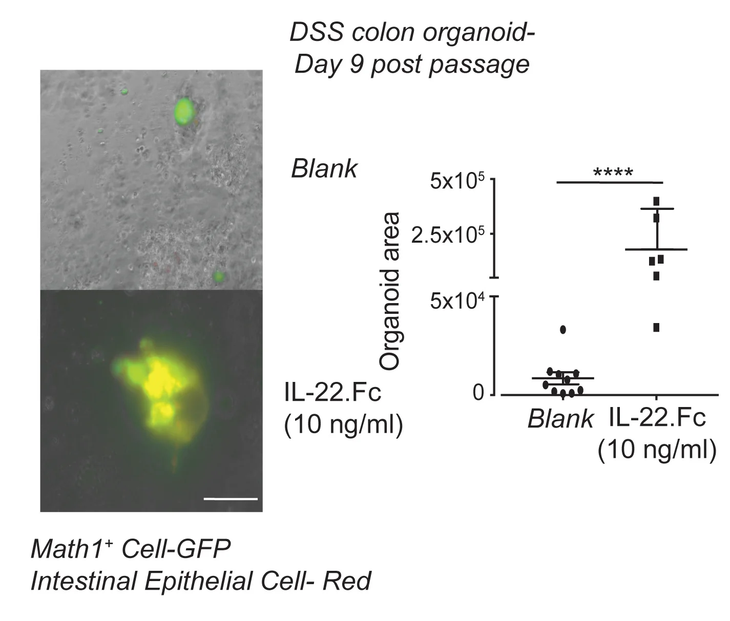 Open access visualization of Scatter Plot, DSS, IL-22.Fc, Colon Organoid, Math1-PGR Lineage Tracer Mice