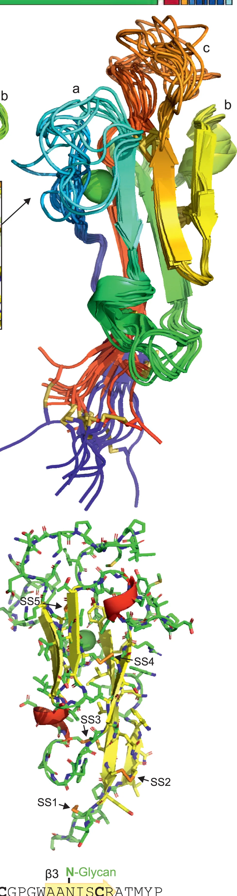 Open access visualization of Protein Structure, Chemical Structure, CysD2, Calcium Ion, Disulfide Bond
