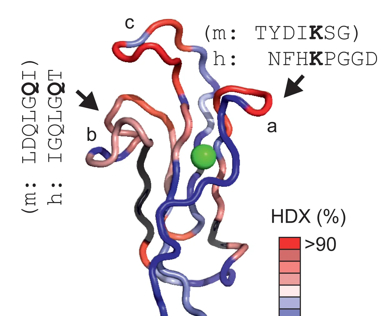 Open access visualization of Protein Structure, NMR, HDX Mass Spectrometry, Hydrogen-Deuterium Exchange