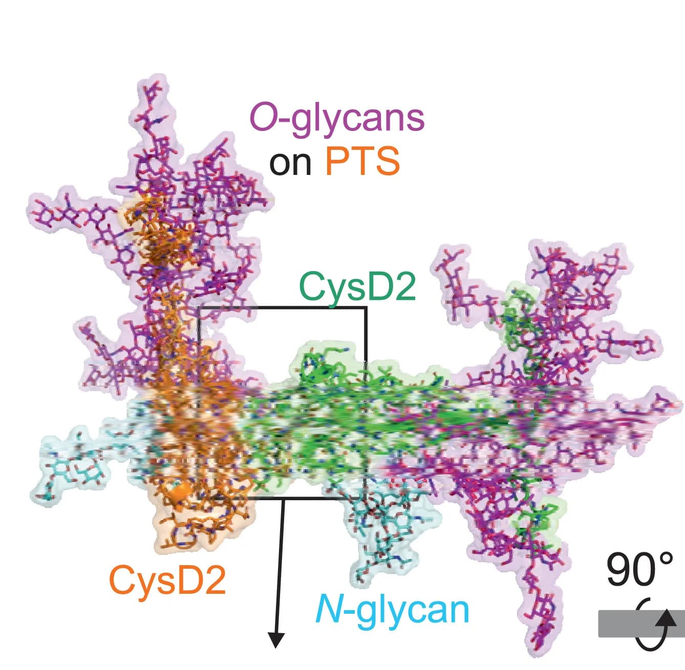 Open access visualization of Protein Structure, Chemical Structure, CysD2 Domains, PTS Repeats, O-Glycans
