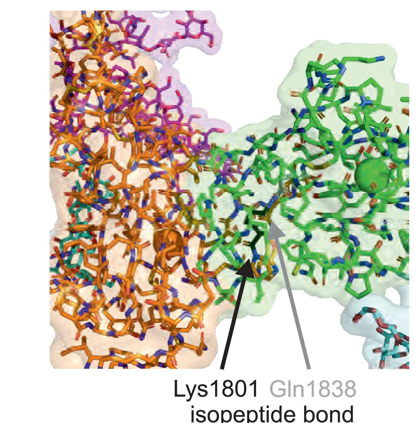 Open access visualization of Protein Structure, Chemical Structure, Dimer Interface, Isopeptide Bond, Lys1801