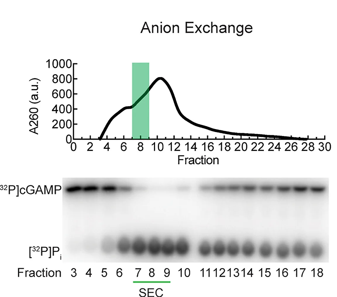 Open access visualization of Line Plot, Gel, Chromatography, Anion Exchange, Size Exclusion Chromatography
