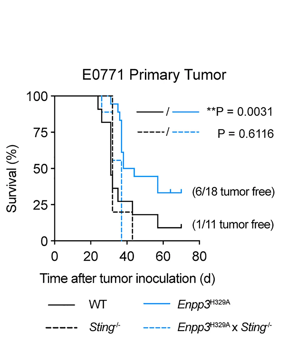 Open access visualization of Survival Curve, Line Plot, Line Step, Survival Curves, Breast Cancer Cells