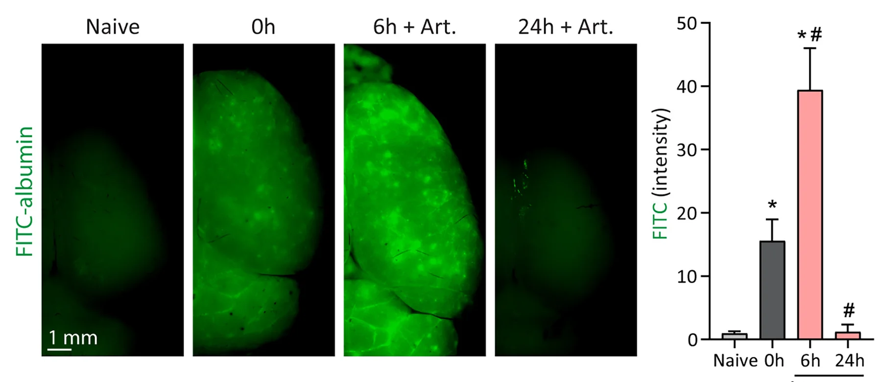 Open access visualization of Bar Plot, Error Bars, Microscopy, Photo, Representative Images