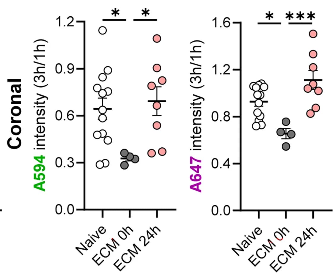 Open access visualization of Scatter Plot, Error Bars, Coronal Sections, Injection Site, Statistics