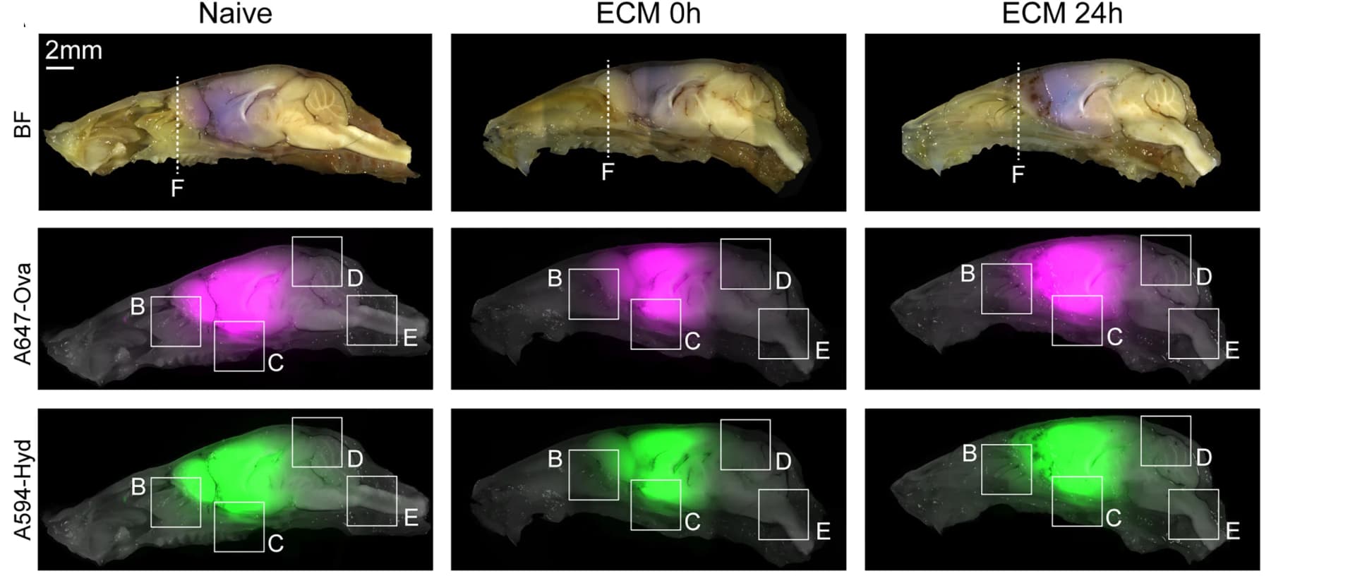 Open access visualization of Microscopy, Decalcified Skulls, Tracer Position, Post-Injection