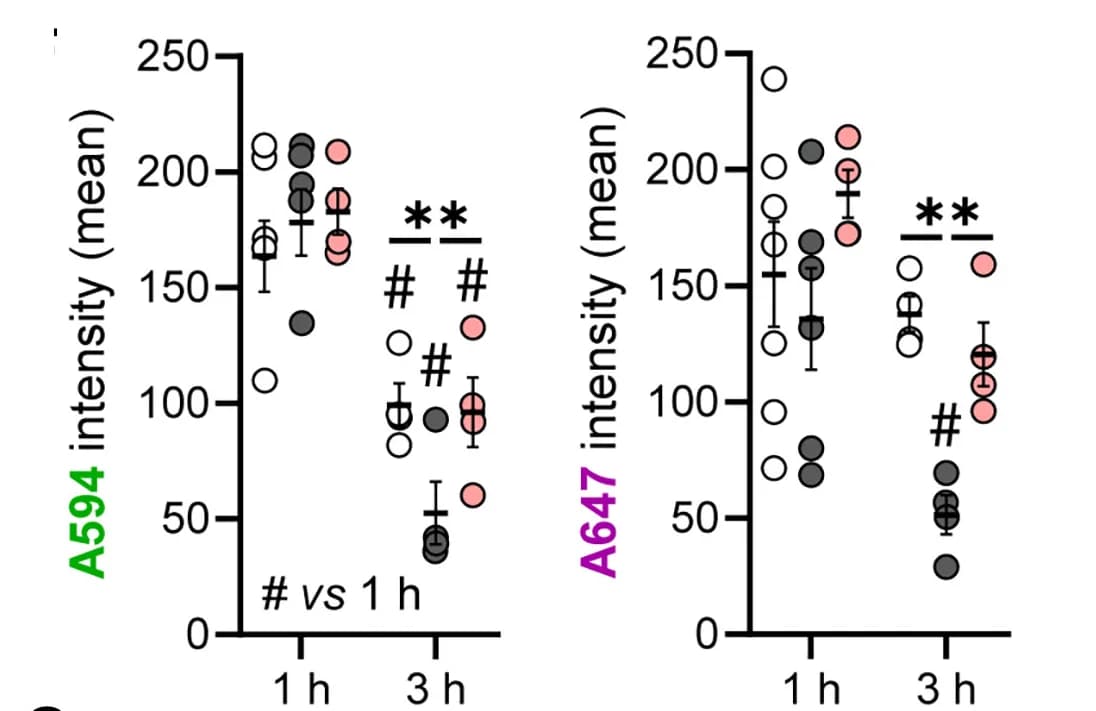 Open access visualization of Scatter Plot, Error Bars, Tracer Accumulation, dcLNs, Post-Intracerebral Injection
