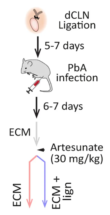 Open access visualization of Workflow, Flowchart, Experimental Design, Lymphatic Vessels, Anti-Malarial Drug