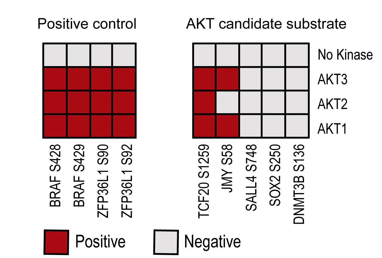 Open access visualization of Heatmap, In Vitro Kinase Assay, AKT1, AKT2, AKT3
